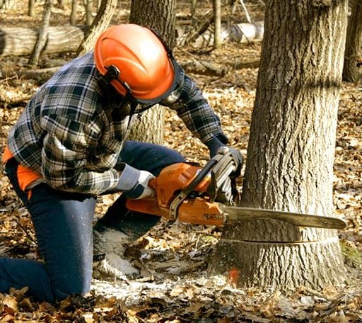 Tree Removal in Alexandria, SD